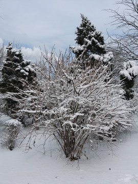 沈阳大雪之雪后矮树