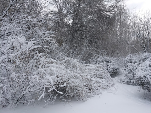 沈阳大雪之雪后树枝