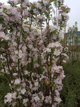 花满枝