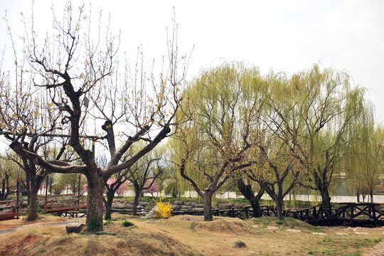 梨樹 公園風景