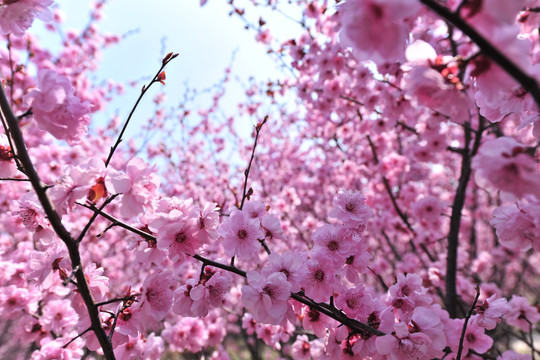 梅花 春天公园