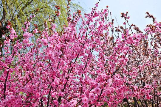樱花树 樱花园
