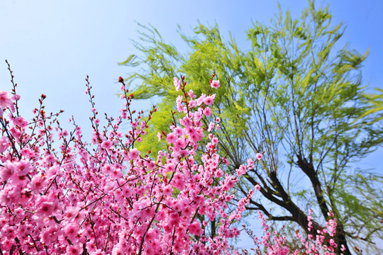 桃红柳绿 春季樱花