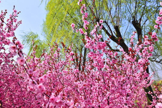 桃红柳绿 春暖花开