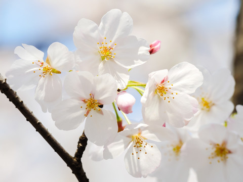 樱花花瓣特写