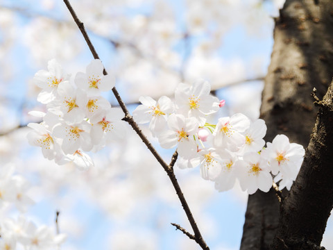 白色樱花