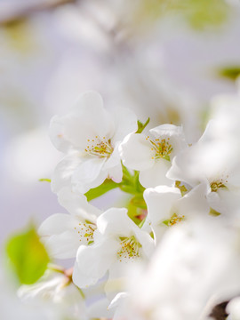 樱花花瓣