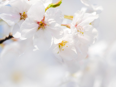 白色樱花 花瓣特写