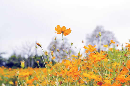 花朵高清图片