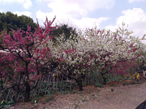 桃花