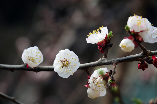 桃花