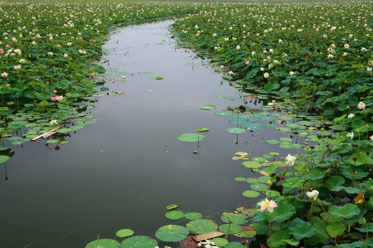 焦岗湖夏天