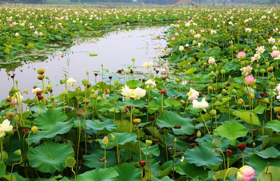 淮南焦岗湖