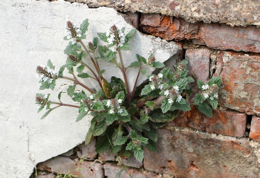 筋骨草植株