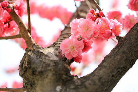 梅花盛开 粉色