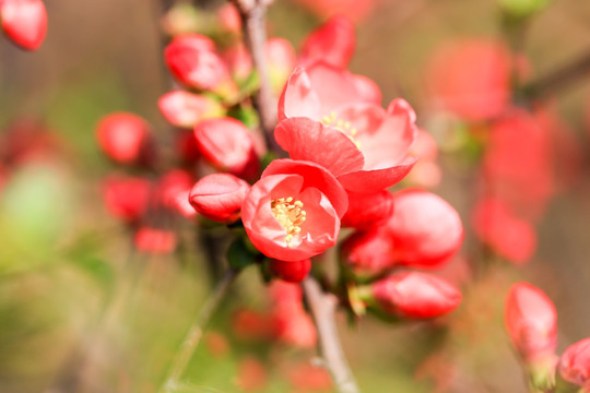 红色海棠花 唯美风景