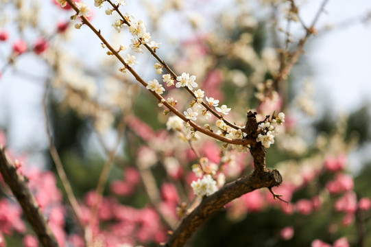 梅花 冬梅 梅花图片 梅花摄影