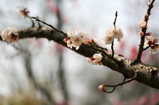 梅花 意境