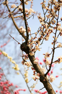 梅花 冬梅 梅花图片 梅花摄影