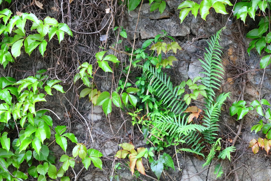 植物背景墙