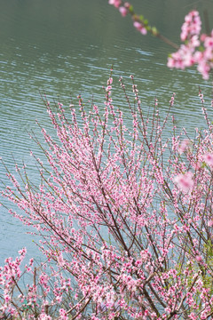 春天 桃花