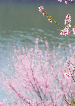 春天 桃花