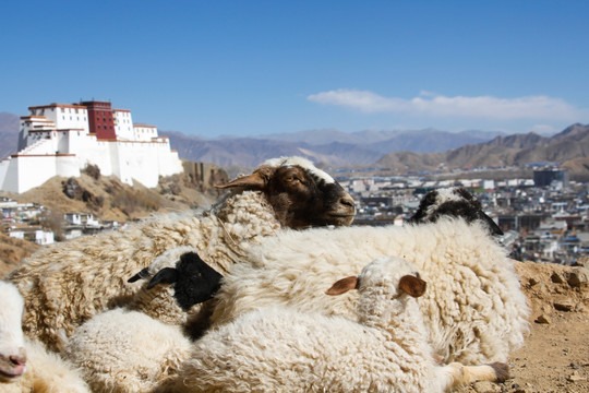 扎什伦布寺庙的山羊