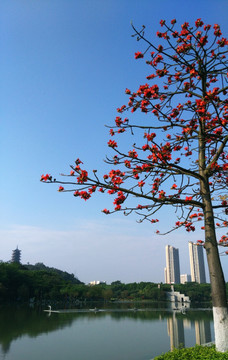 广东佛山千灯湖公园木棉花