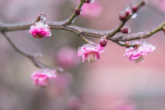 梅花