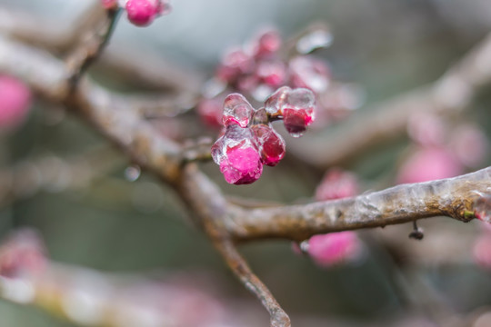 梅花