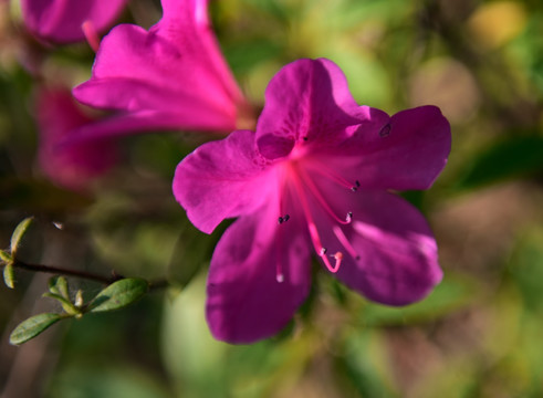 杜鹃花