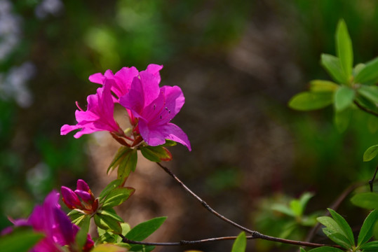 杜鹃花