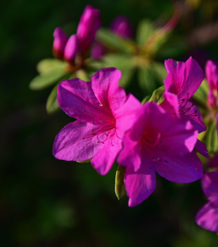 杜鹃花