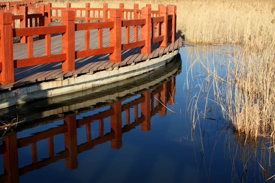 湿地 芦苇