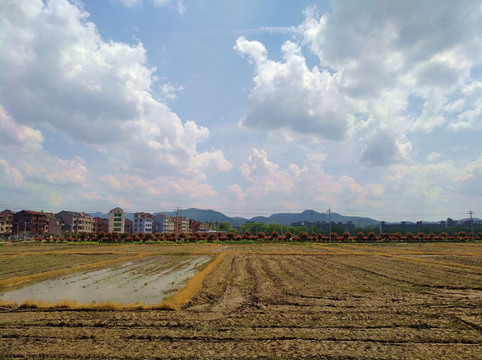 春耕稻田 乡村