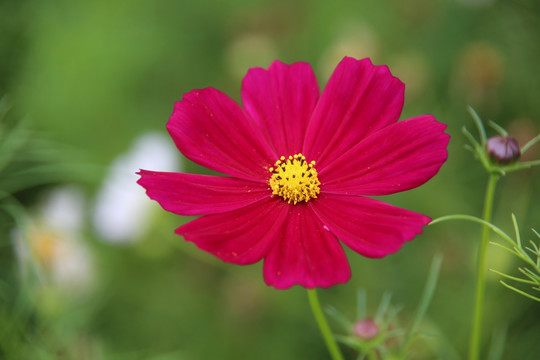 格桑花花朵