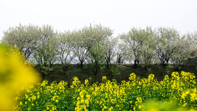 李树开花