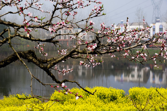 桃花