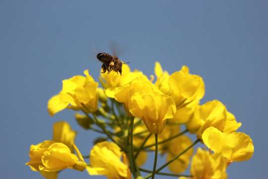 油菜花