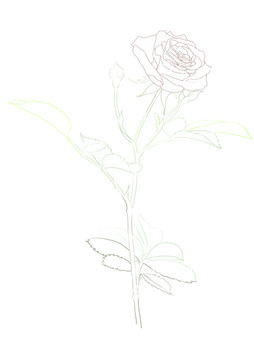 手绘线描玫瑰花