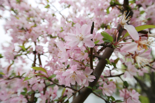 樱花