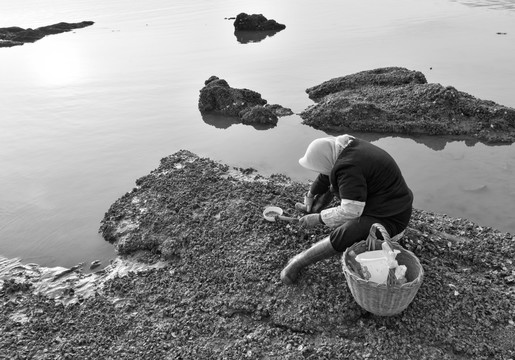 赶海 挖海蛎子