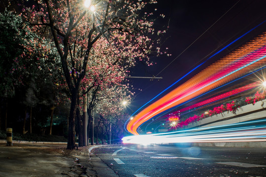 紫荆花夜景