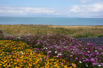 青海湖二郎剑格桑花