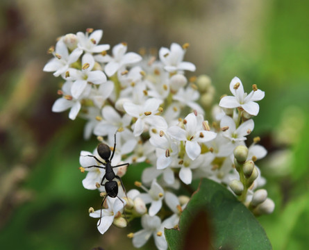 小叶女贞白花和蚂蚁