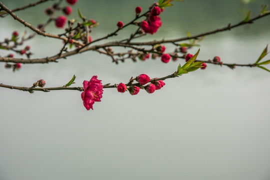 梅花