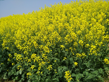 油莱花