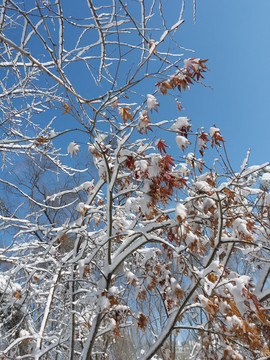 沈阳大雪红树叶