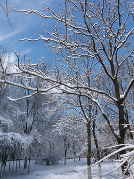 沈阳大雪之公园内