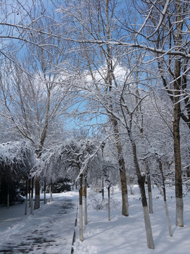 沈阳大雪之森林